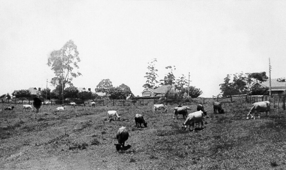 Capital_Corporation_Wahroonga_Estate_Historical_San_04_1239x737