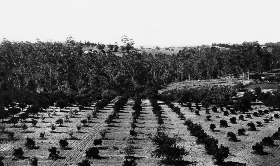 Capital_Corporation_Wahroonga_Estate_Historical_San_05_1239x737